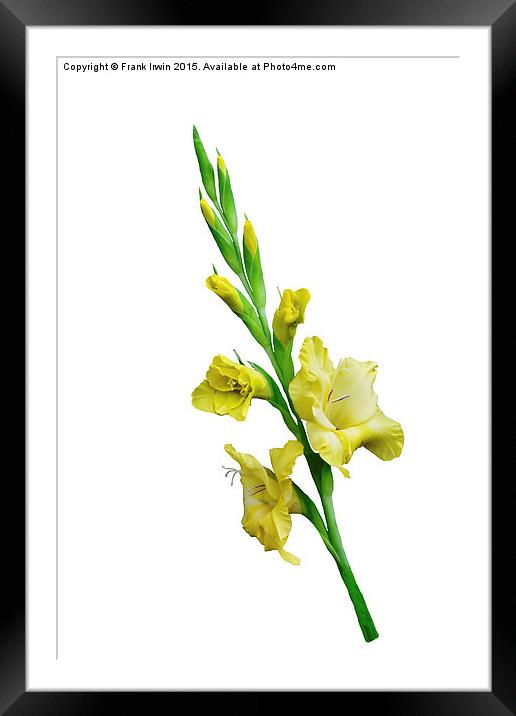  Beautiful Yellow Gladiola in all its glory Framed Mounted Print by Frank Irwin