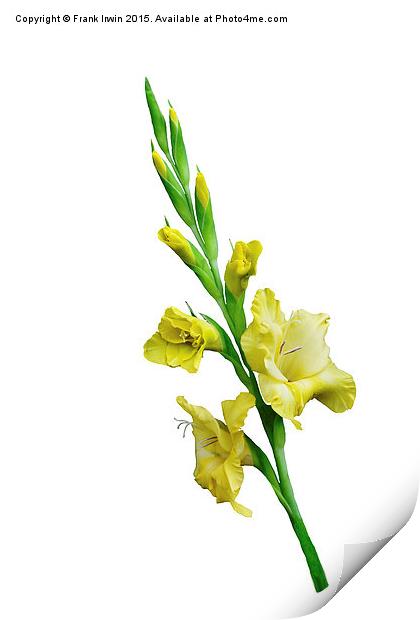  Beautiful Yellow Gladiola in all its glory Print by Frank Irwin