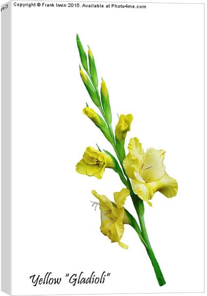 Beautiful Yellow Gladiola in all its glory Canvas Print by Frank Irwin