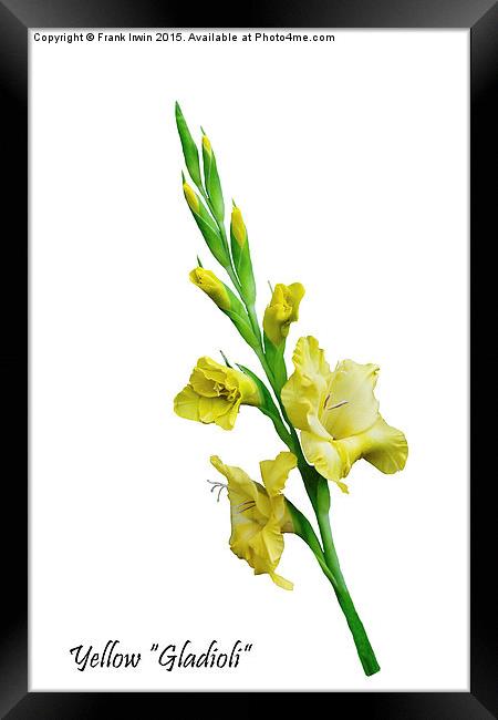 Beautiful Yellow Gladiola in all its glory Framed Print by Frank Irwin