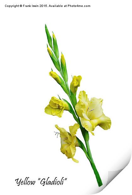 Beautiful Yellow Gladiola in all its glory Print by Frank Irwin