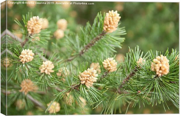 Pinus Mugo pine flowering plant Canvas Print by Arletta Cwalina