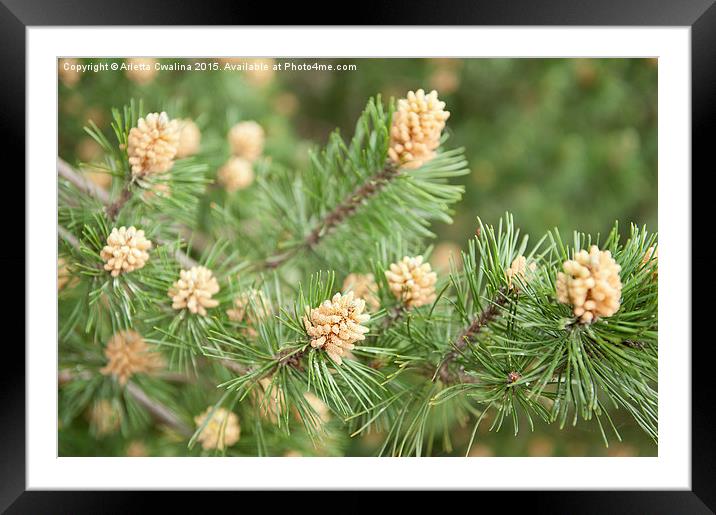 Pinus Mugo pine flowering plant Framed Mounted Print by Arletta Cwalina
