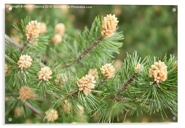 Pinus Mugo pine flowering plant Acrylic by Arletta Cwalina