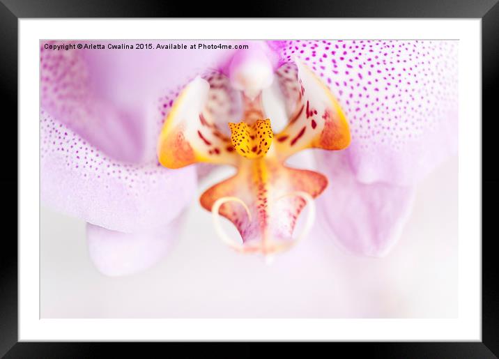 Pink spotted Orchid abstract Framed Mounted Print by Arletta Cwalina