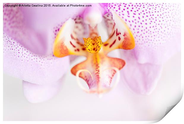 Pink spotted Orchid abstract Print by Arletta Cwalina