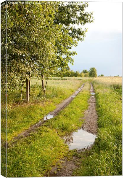 Summer rain puddles in lane Canvas Print by Arletta Cwalina