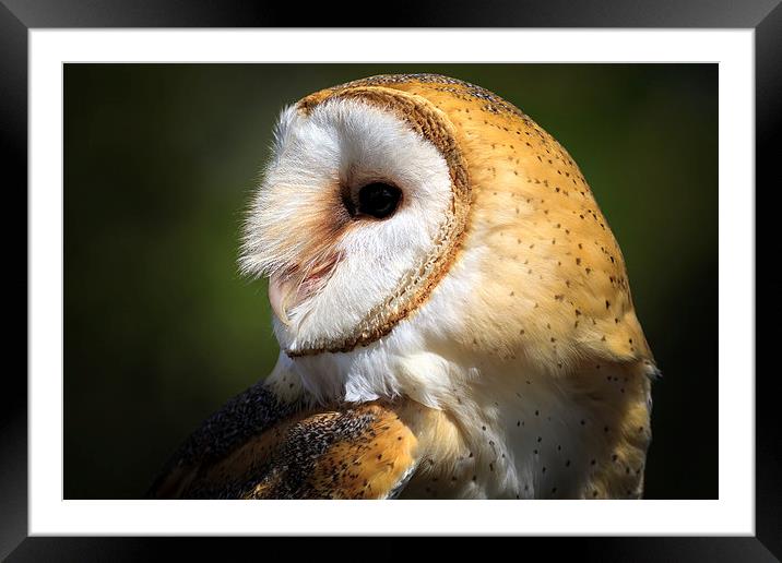 wild barn owl Framed Mounted Print by chris smith