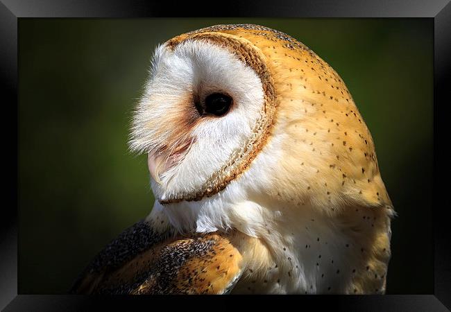 wild barn owl Framed Print by chris smith