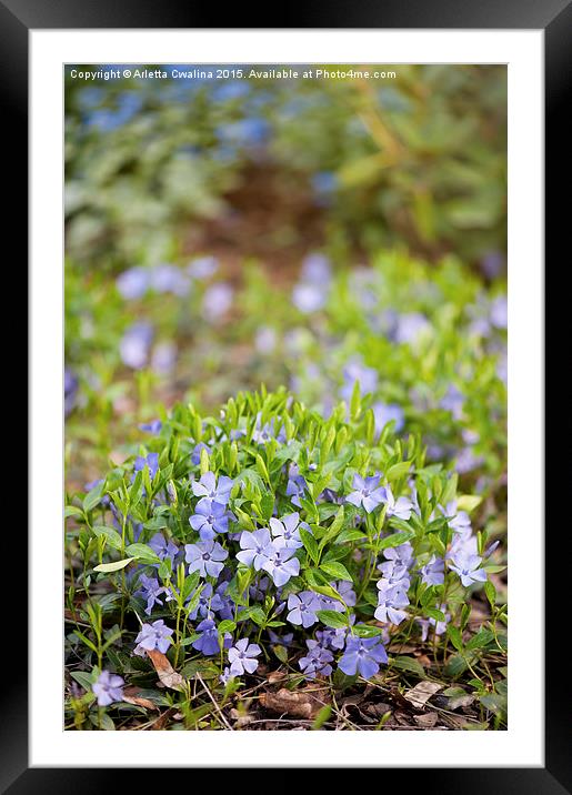 Vinca blooming clump Framed Mounted Print by Arletta Cwalina