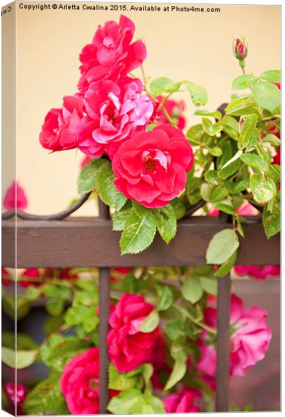 Red roses flowers on fence Canvas Print by Arletta Cwalina