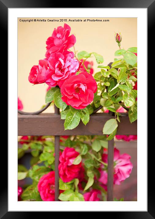 Red roses flowers on fence Framed Mounted Print by Arletta Cwalina