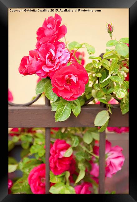 Red roses flowers on fence Framed Print by Arletta Cwalina