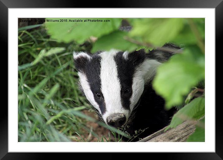  Young Badger Exploring Framed Mounted Print by Craig Williams