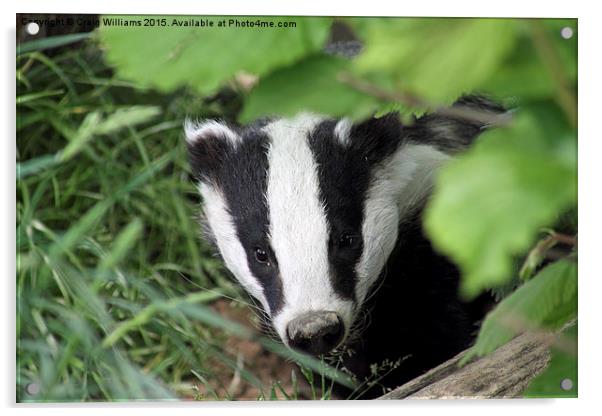  Young Badger Exploring Acrylic by Craig Williams