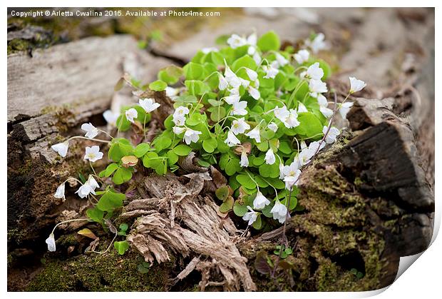 Oxalis acetosella grow in trunk Print by Arletta Cwalina