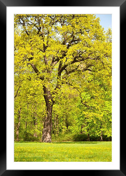 Large spring oak tree Framed Mounted Print by Arletta Cwalina
