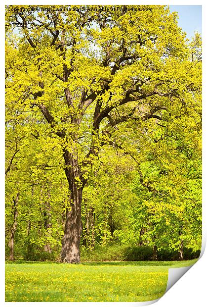 Large spring oak tree Print by Arletta Cwalina