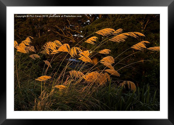  Austroderia grasses glowing in the last rays of t Framed Mounted Print by Phil Crean