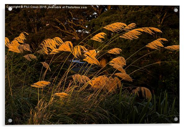  Austroderia grasses glowing in the last rays of t Acrylic by Phil Crean