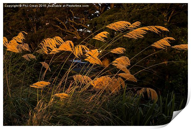  Austroderia grasses glowing in the last rays of t Print by Phil Crean