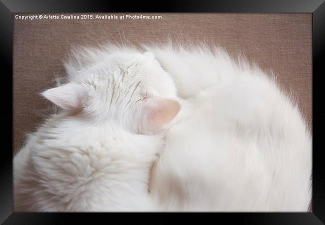 Turkish Angora cat sleeping Framed Print by Arletta Cwalina