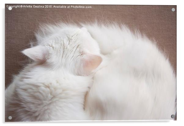 Turkish Angora cat sleeping Acrylic by Arletta Cwalina