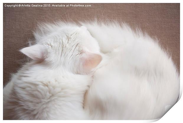 Turkish Angora cat sleeping Print by Arletta Cwalina