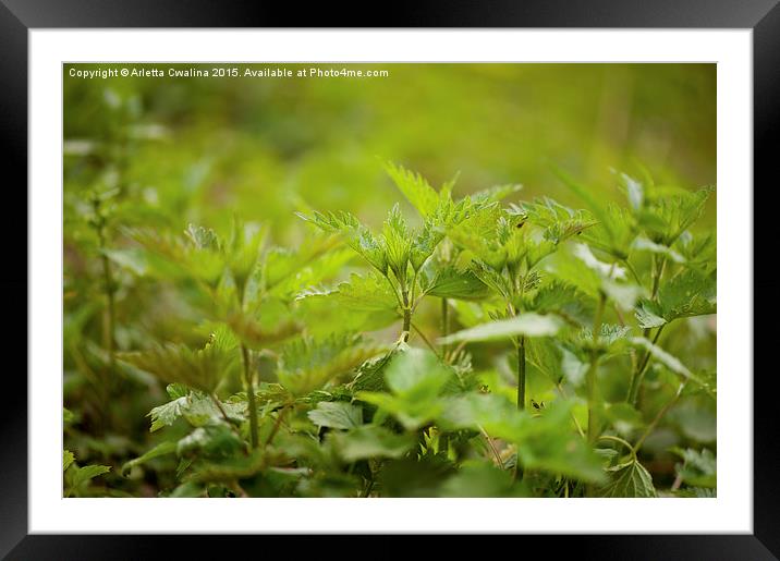 Stinging nettle plants grow Framed Mounted Print by Arletta Cwalina