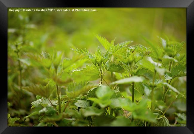 Stinging nettle plants grow Framed Print by Arletta Cwalina