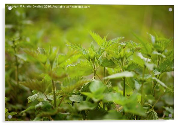 Stinging nettle plants grow Acrylic by Arletta Cwalina