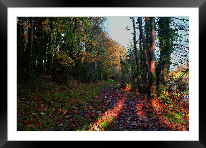  Autumn Walk Framed Mounted Print by Kim Bell