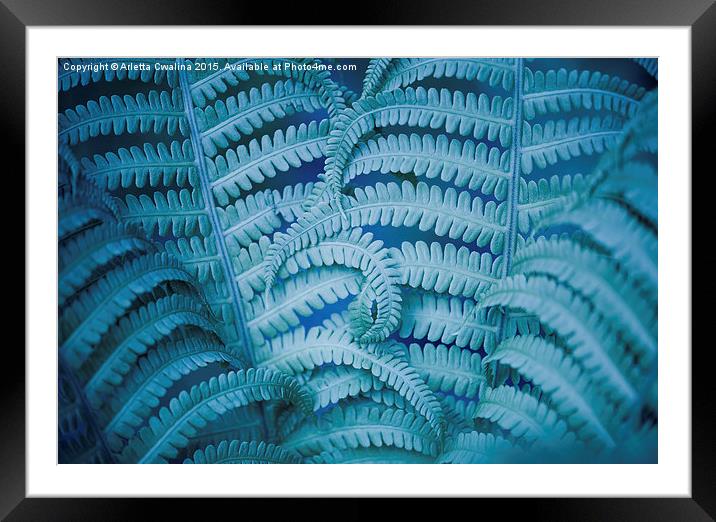 Swirled fern blue foliage macro Framed Mounted Print by Arletta Cwalina