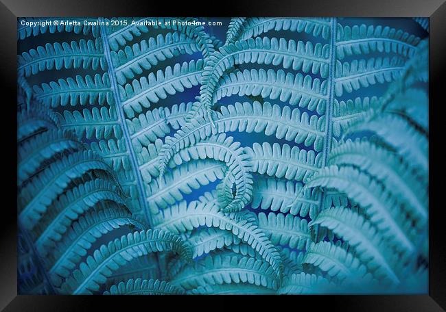 Swirled fern blue foliage macro Framed Print by Arletta Cwalina