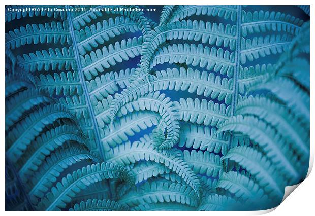 Swirled fern blue foliage macro Print by Arletta Cwalina