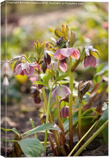 Hellebore pink color flowers Canvas Print by Arletta Cwalina