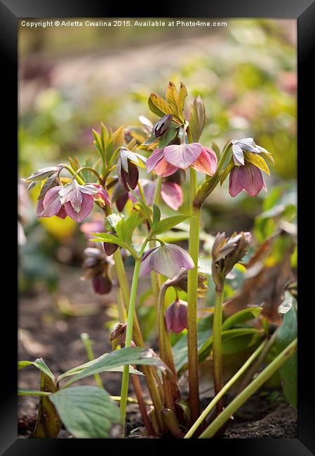 Hellebore pink color flowers Framed Print by Arletta Cwalina