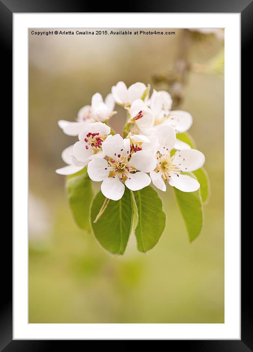 White pear inflorescence detail Framed Mounted Print by Arletta Cwalina