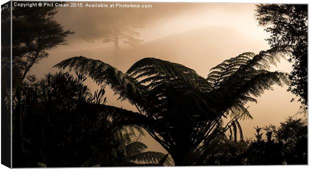  Misty morning fern in the bush, New Zealand Canvas Print by Phil Crean