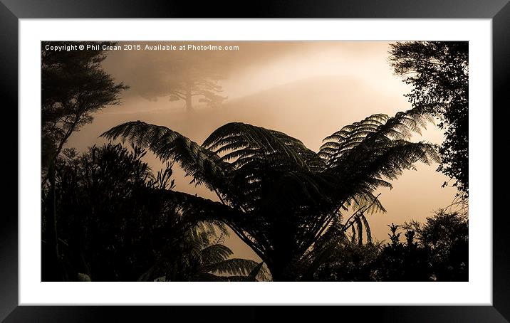  Misty morning fern in the bush, New Zealand Framed Mounted Print by Phil Crean