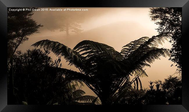  Misty morning fern in the bush, New Zealand Framed Print by Phil Crean