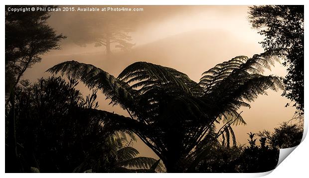  Misty morning fern in the bush, New Zealand Print by Phil Crean