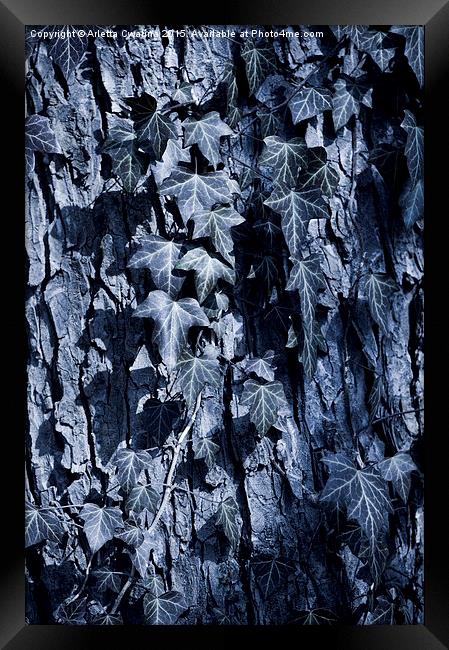 Ivy leaves blue tone Framed Print by Arletta Cwalina