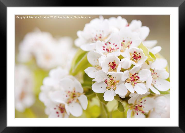 White Pyrus inflorescence Framed Mounted Print by Arletta Cwalina