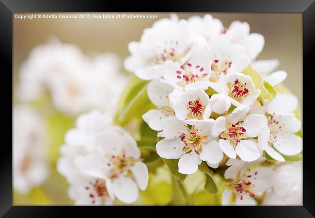 White Pyrus inflorescence Framed Print by Arletta Cwalina