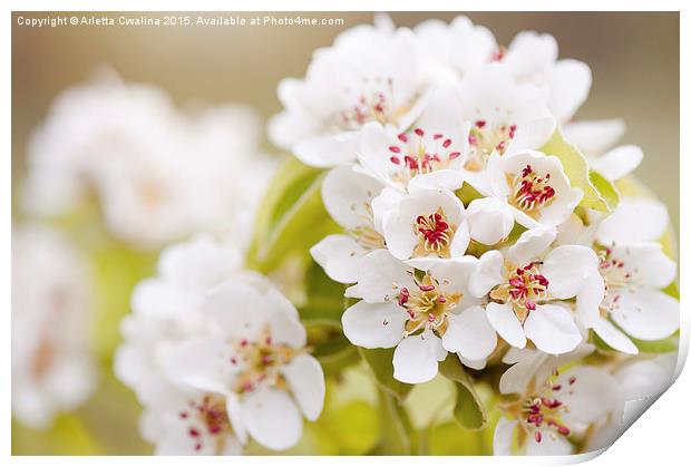 White Pyrus inflorescence Print by Arletta Cwalina