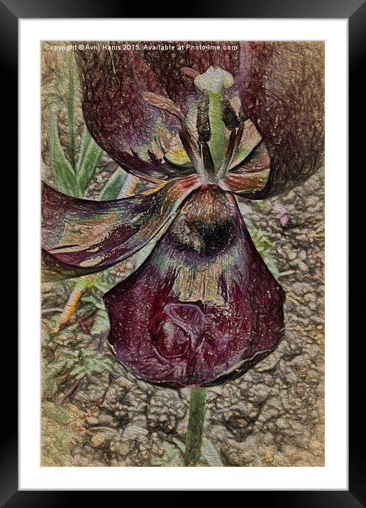  Tulip Art Framed Mounted Print by Avril Harris