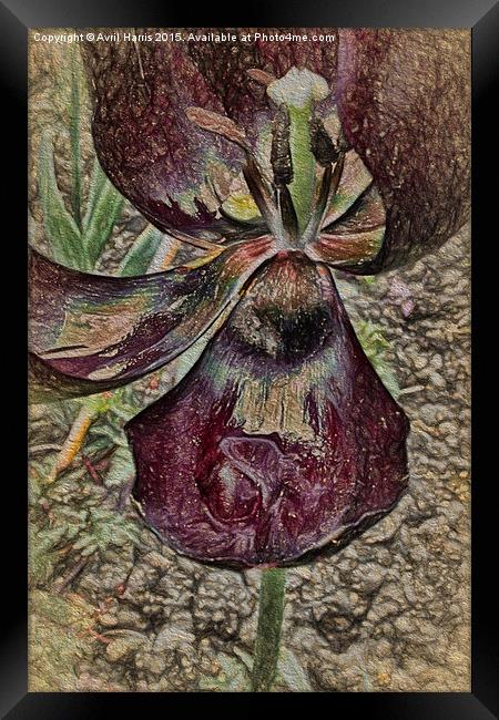 Tulip Art Framed Print by Avril Harris