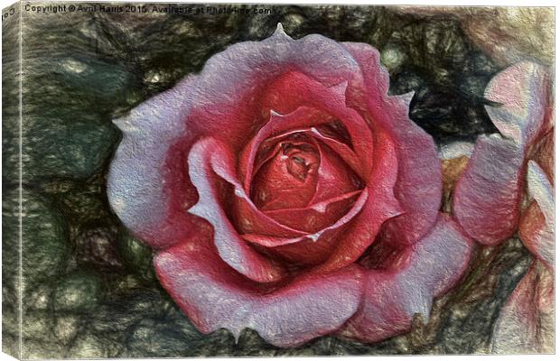  Peach rose art Canvas Print by Avril Harris