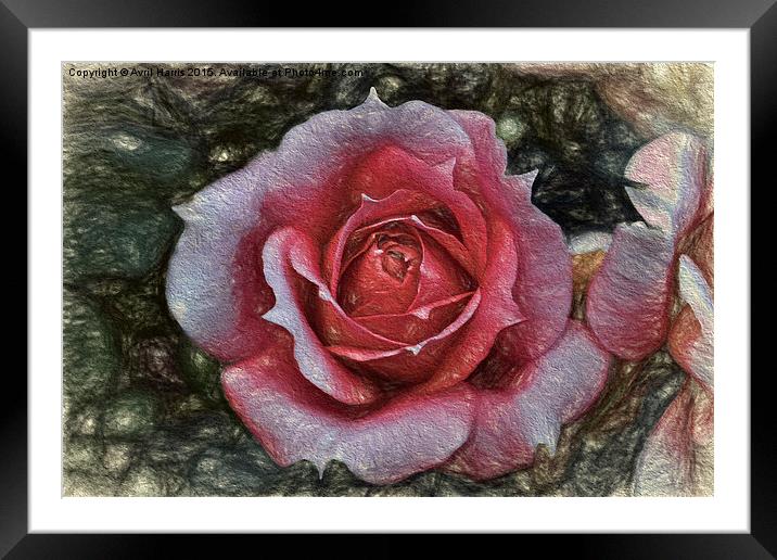  Peach rose art Framed Mounted Print by Avril Harris